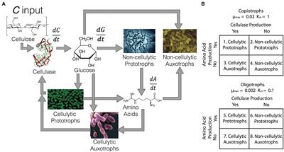 Reconciling concepts of black queen and tragedy of the commons in simulated bulk soil and rhizosphere prokaryote communities